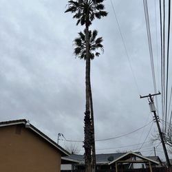 SoCal Tree service - 2, 65-75 foot fan plam removals