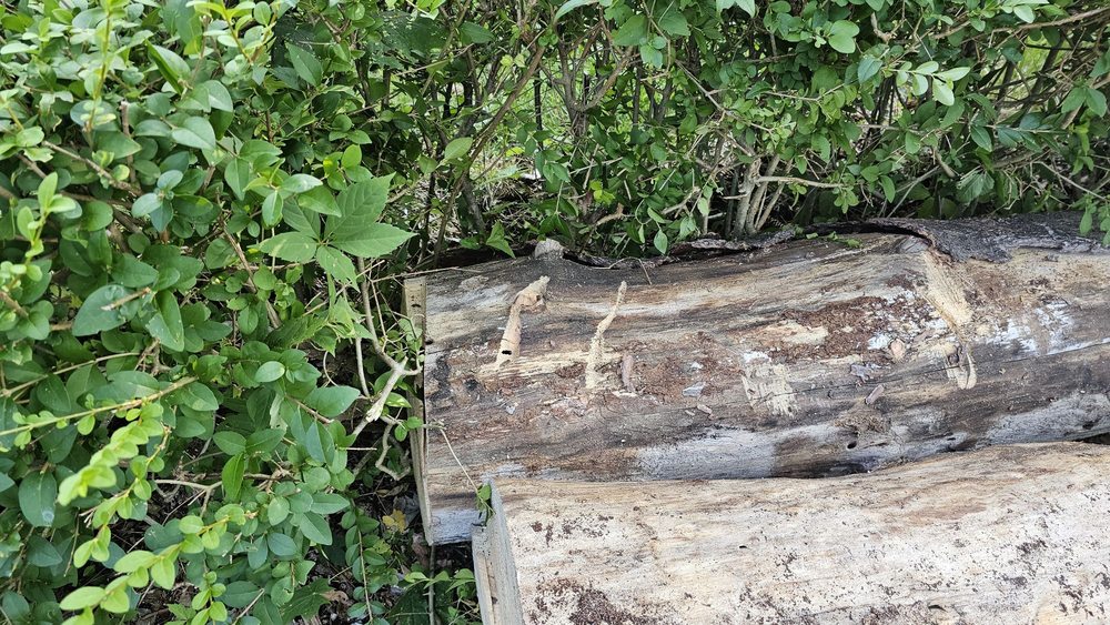 Advantage Tree Service - tree service in Delmar, NY