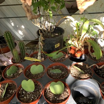 Avalon Nursery & Ceramics - Plants - Nurseries & Gardening Near Me - Los Angeles, California
