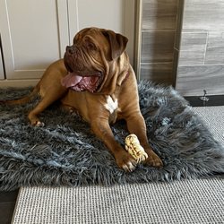 Big Dogs Huge Paws Rescue - Croissant, the Big Red Dog
