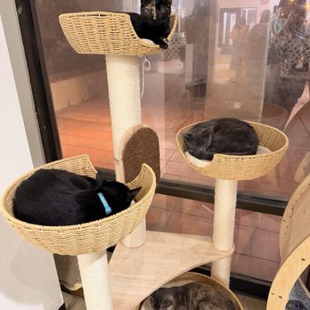 Fluffy Tail Cafe - Coffee & Tea Near Me - Tustin, California