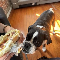 My dog approving the burrito My dog approving the burrito