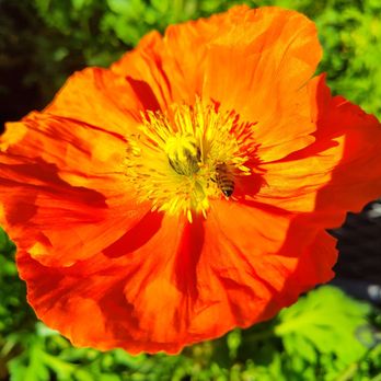 The Home Depot - Nurseries & Gardening Near Me - Oceanside, California