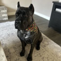 Bows and Biscuits