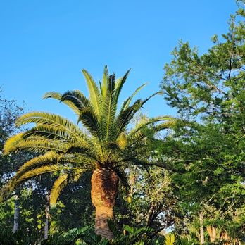 Tree Masters FL - A Canary Island Date palm that was severely overgrown and covered with vines - Tree Services Near Me