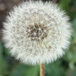 City of Ventura - Make a wish and blow.