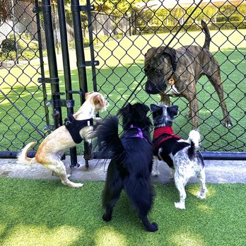 Karma Dog Training - Dog Walkers Near Me - Austin, Texas Karma Dog Training - Dog Walkers Near Me - Austin, Texas