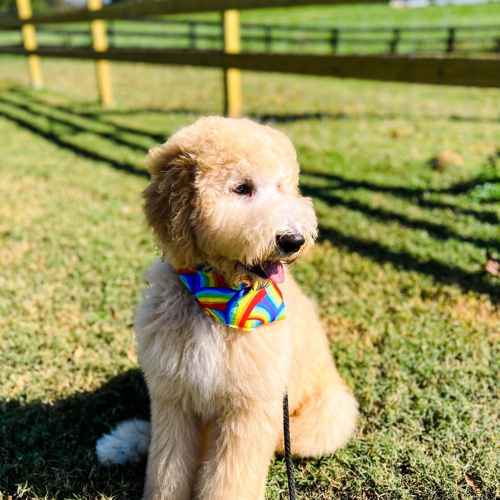 South Bark Pets - Pet Groomers Near Me - Guntersville, Alabama South Bark Pets - Pet Groomers Near Me - Guntersville, Alabama