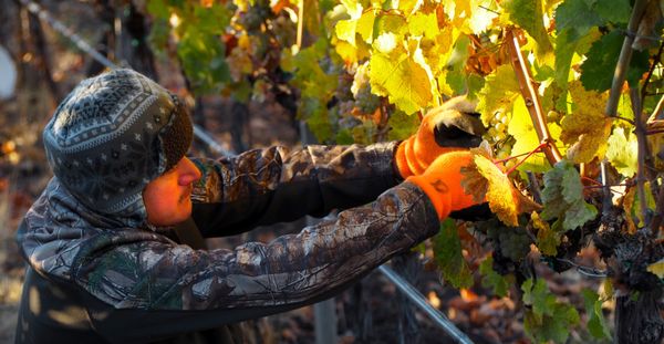 Troon Vineyard & Farm by null