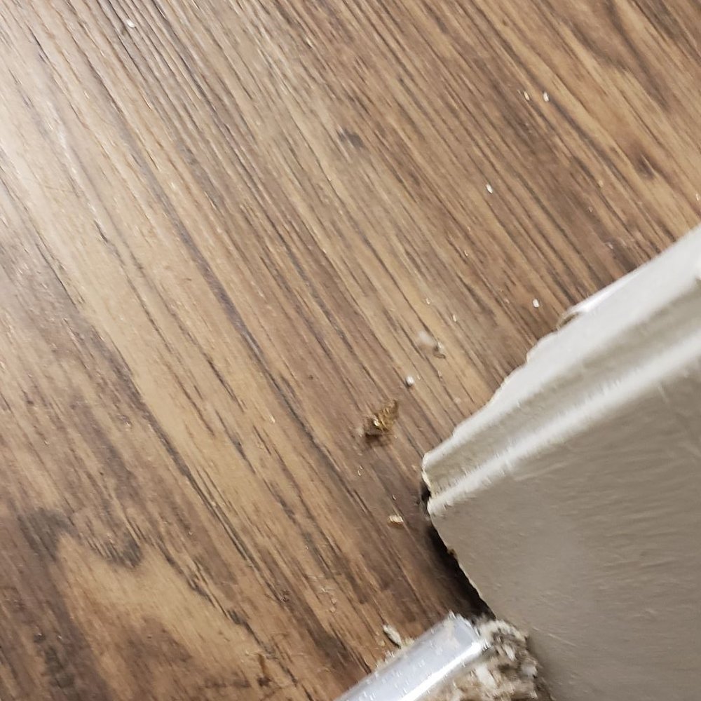 AMH - Dead roaches - Property Management Near Me - Norcross, Georgia AMH - Dead roaches - Property Management Near Me - Norcross, Georgia