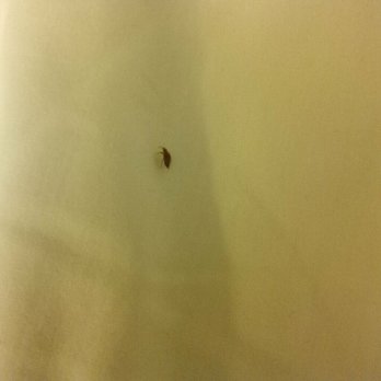 Super 8 by Wyndham Belleville - So gross. - Hotels Near Me - Belleville, Michigan