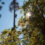 Photo of West Coast Tree Slayers
