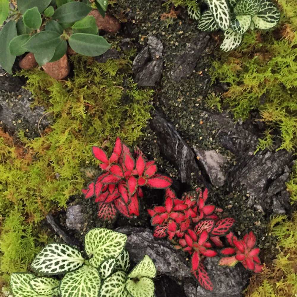 Plant By Packwood - Nurseries & Gardening Near Me - Fitzroy, VIC