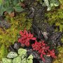 Photo of Plant By Packwood
