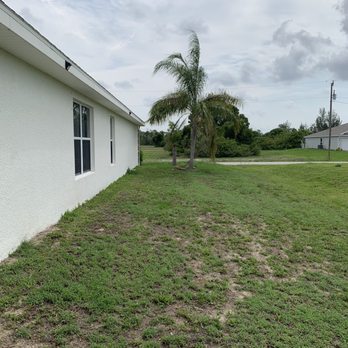 Priority Lawn Care & Tree Service - Before palm trees removed - Tree Services Near Me