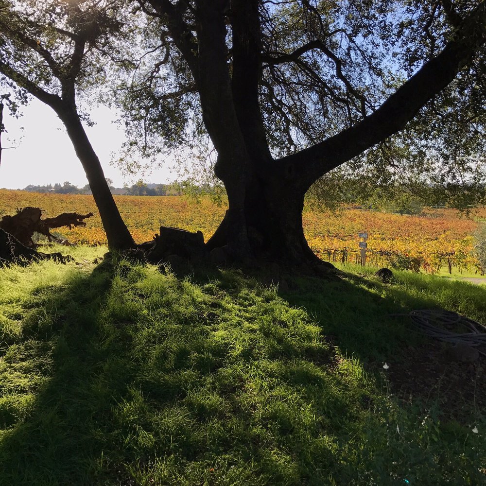 Amador Cellars - Beautiful views - Wineries Near Me - Plymouth, California Amador Cellars - Beautiful views - Wineries Near Me - Plymouth, California