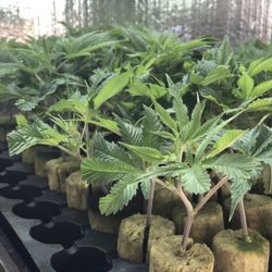 West Coast Clones