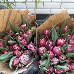 Tulips