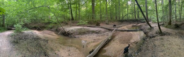 Meeman-Shelby Forest State Park by null