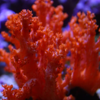 TIA Collection Corals - Aquarium Services Near Me - Deer Park, New York TIA Collection Corals - Aquarium Services Near Me - Deer Park, New York
