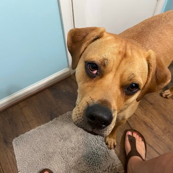 Lannon S Animal Hospital Veterinarians 100 Lannons Ln Elizabeth City Nc Phone Number