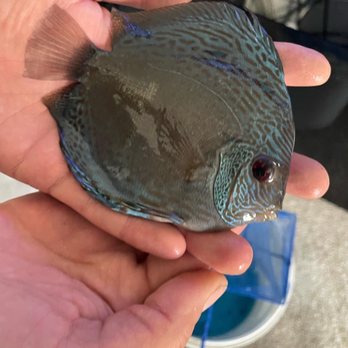 Myrtle Beach Discus - This is what was sent to me - Local Fish Stores Near Me - Conway, South Carolina Myrtle Beach Discus - This is what was sent to me - Local Fish Stores Near Me - Conway, South Carolina