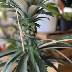 Lakewood Plant Company