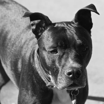 Camp Run-a-Pup - Handsome Boy! - Pet Sitting Near Me