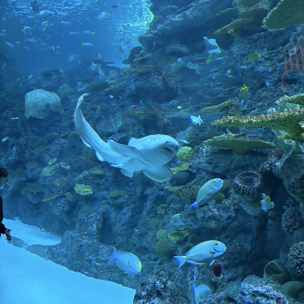 Seattle Aquarium - Aquariums Near Me - Seattle, Washington Seattle Aquarium - Aquariums Near Me - Seattle, Washington