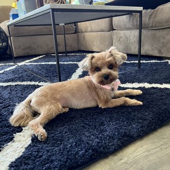 Doodle Doodle Grooming Salon - Pet Groomers Near Me - Rockville, Maryland
