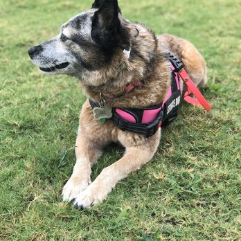 Good Vibes K9 - Pet Training Near Me Good Vibes K9 - Pet Training Near Me