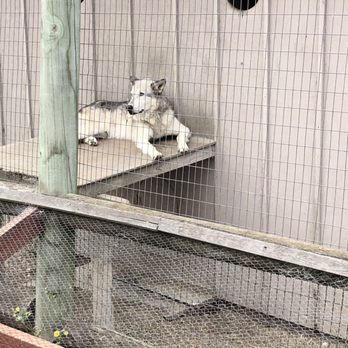 Sonoma County Wildlife Rescue - Wolf Dog - Animal Shelters Near Me - Petaluma, California Sonoma County Wildlife Rescue - Wolf Dog - Animal Shelters Near Me - Petaluma, California