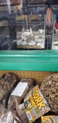 Animal Kingdom East Orange 63 Photos 16 Reviews Pet Stores 436 Main St East Orange Nj Phone Number Yelp