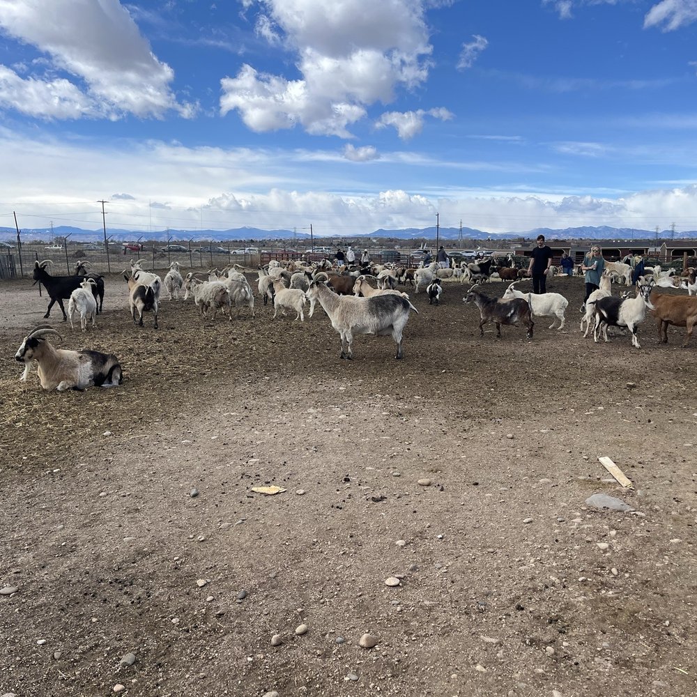 Broken Shovels Farm Sanctuary - Goats and sheep - Farms Near Me - Henderson, Colorado Broken Shovels Farm Sanctuary - Goats and sheep - Farms Near Me - Henderson, Colorado