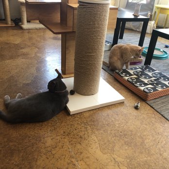 Mauhaus - Cat space with toys - Themed Cafes Near Me - Maplewood, Missouri Mauhaus - Cat space with toys - Themed Cafes Near Me - Maplewood, Missouri