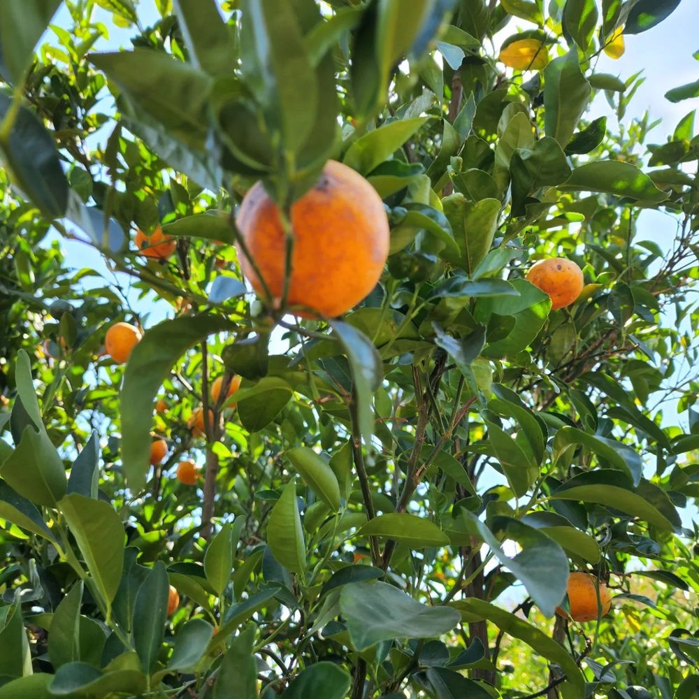 Sunmist Tangerine Farm - Pick Your Own Farms Near Me - Temecula, California