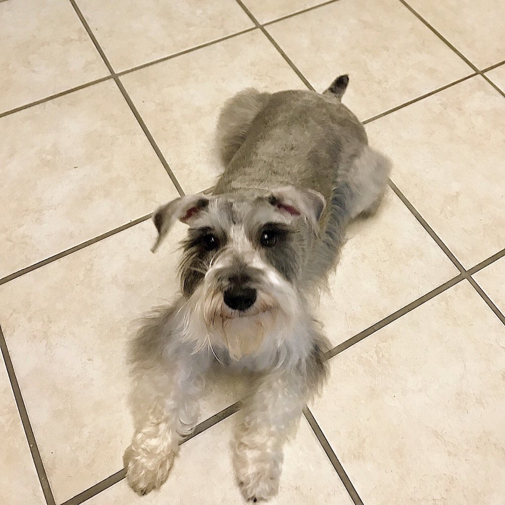 DAVID’S PET GROOMING 66 Photos & 90 Reviews Pet Groomers 401 N