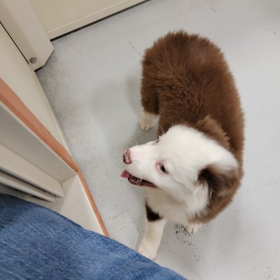 BLUE SKY PUPPIES - CLEARWATER - Updated April 2025 - 113 Photos & 29