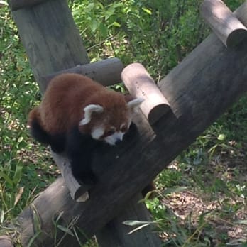 Virginia Zoo - Red panda. Omfg. Soo cute. - Zoos Near Me - Norfolk, Virginia