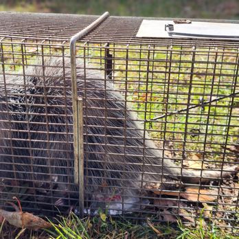 Monster Wildlife - Pest Control Near Me Monster Wildlife - Pest Control Near Me