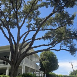 Lopez Ordonez Landscaping Services - Tree trimming