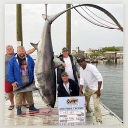 Scotty's Fishing Station - Killing endangered species is not a sport and should be outlawed. Protect the sharks