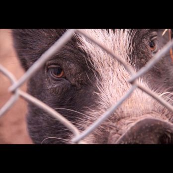 Everglades Outpost - Pig - Zoos Near Me - Homestead, Florida