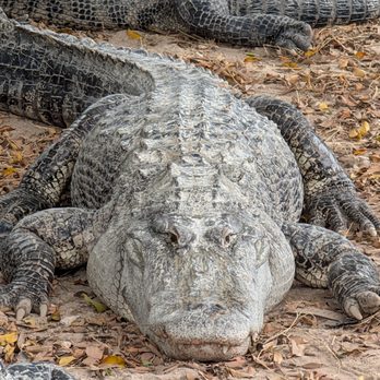1. Everglades Alligator Farm