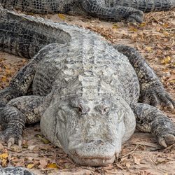 Everglades Alligator Farm