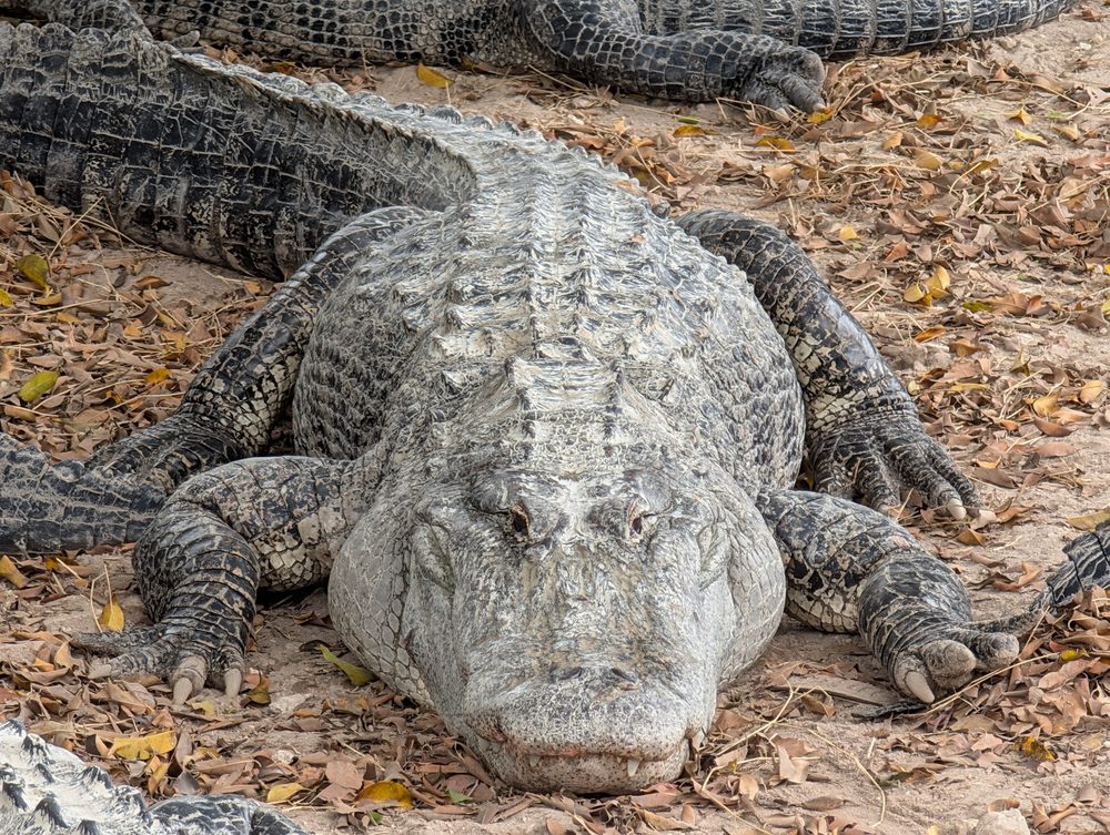 Everglades Alligator Farm Image