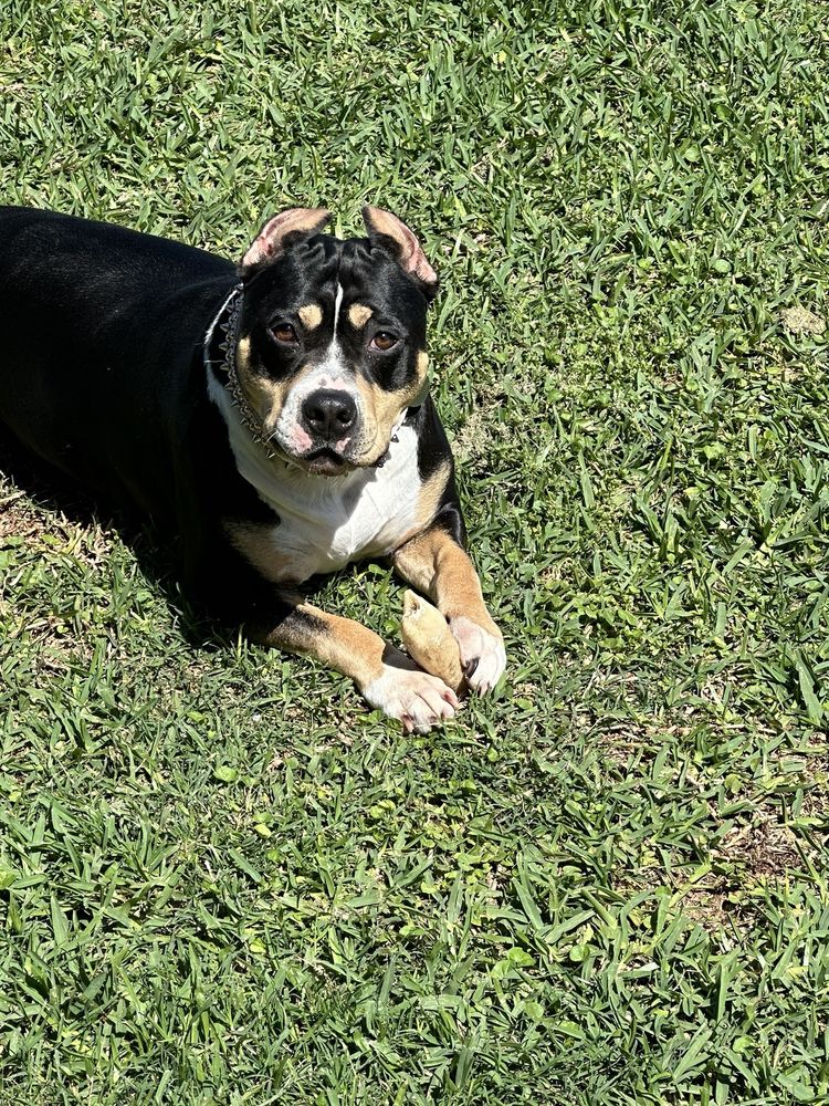 BEARD NAVASOTA VETERINARY HOSPITAL Updated October 2024 11 Photos