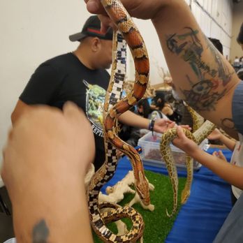 Reptile Realms - San Mateo - Holding snake - Reptile Shops Near Me - San Mateo, California Reptile Realms - San Mateo - Holding snake - Reptile Shops Near Me - San Mateo, California