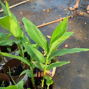 Koba's Nursery - White ginger lily - Nurseries & Gardening Near Me - Waimanalo, Hawaii