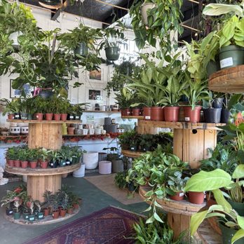 Lida's Jungle - Nurseries & Gardening Near Me - St. Petersburg, Florida Lida's Jungle - Nurseries & Gardening Near Me - St. Petersburg, Florida